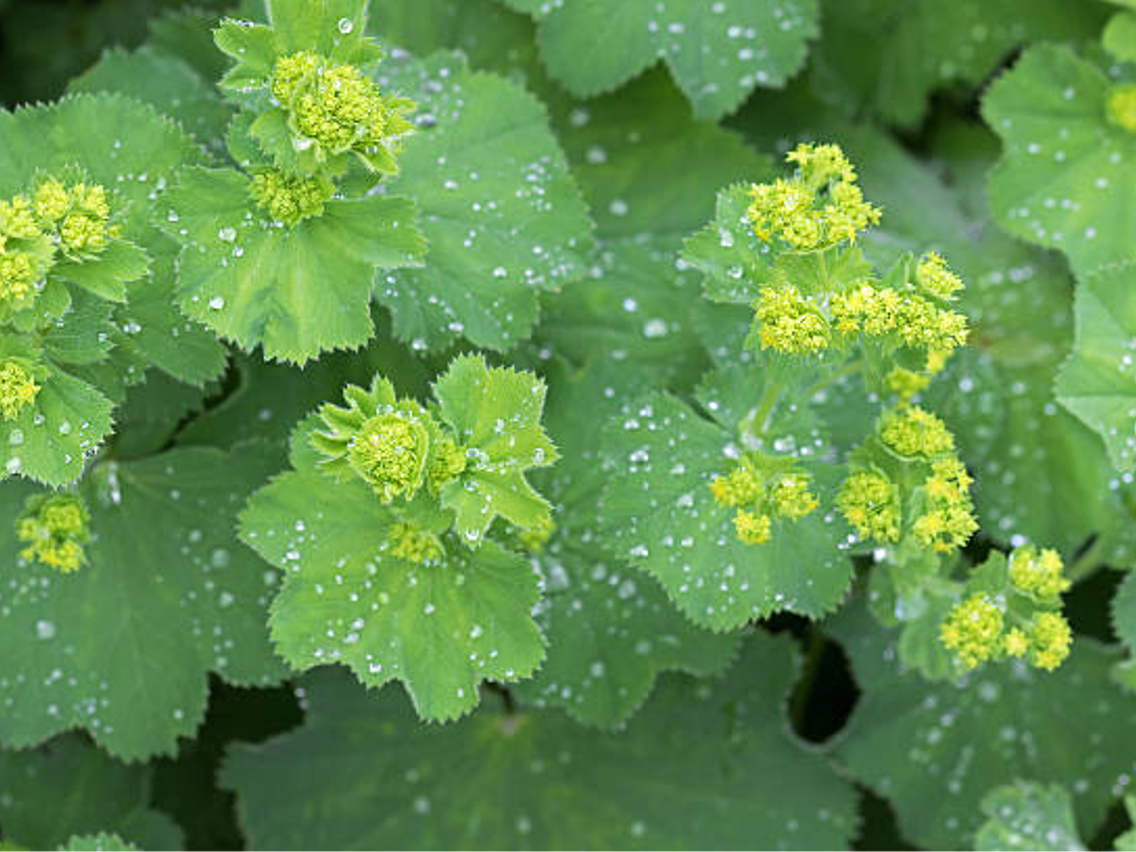 Lady’s Mantle - Alchemilla vulgaris