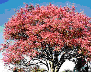 Lapacho - Pink Trumpet Tree