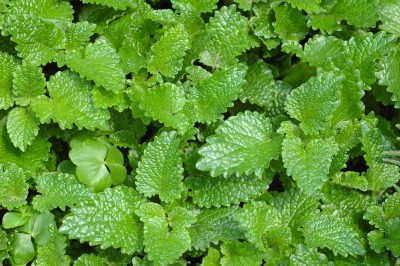 Lemon Balm - Melissa officinalis
