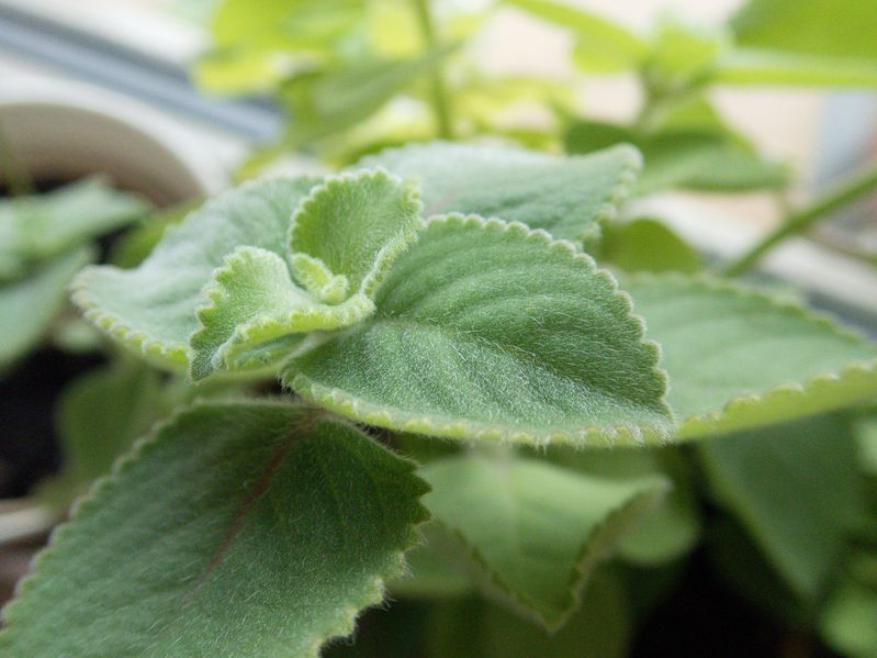 Lemon Scented Indian Borage - Plectranthus amboi