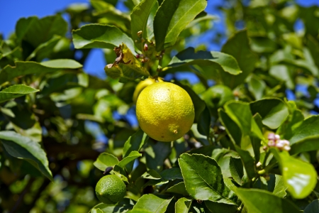 Lemon Tree - Citrus limon