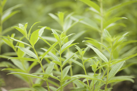 Lemon Verbena - Aloysia triphylla