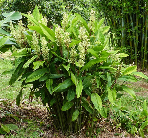 Lesser Galangal – Alpinia officinarum