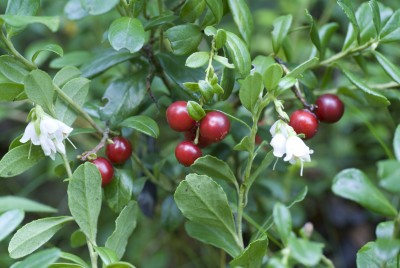 Lingonberry - Vaccinium vitis-idaea