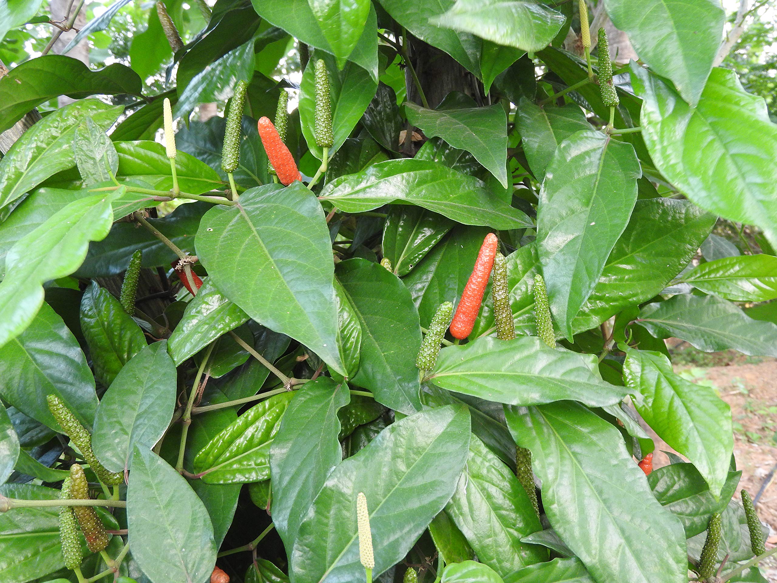 Long Pepper - Piper longum