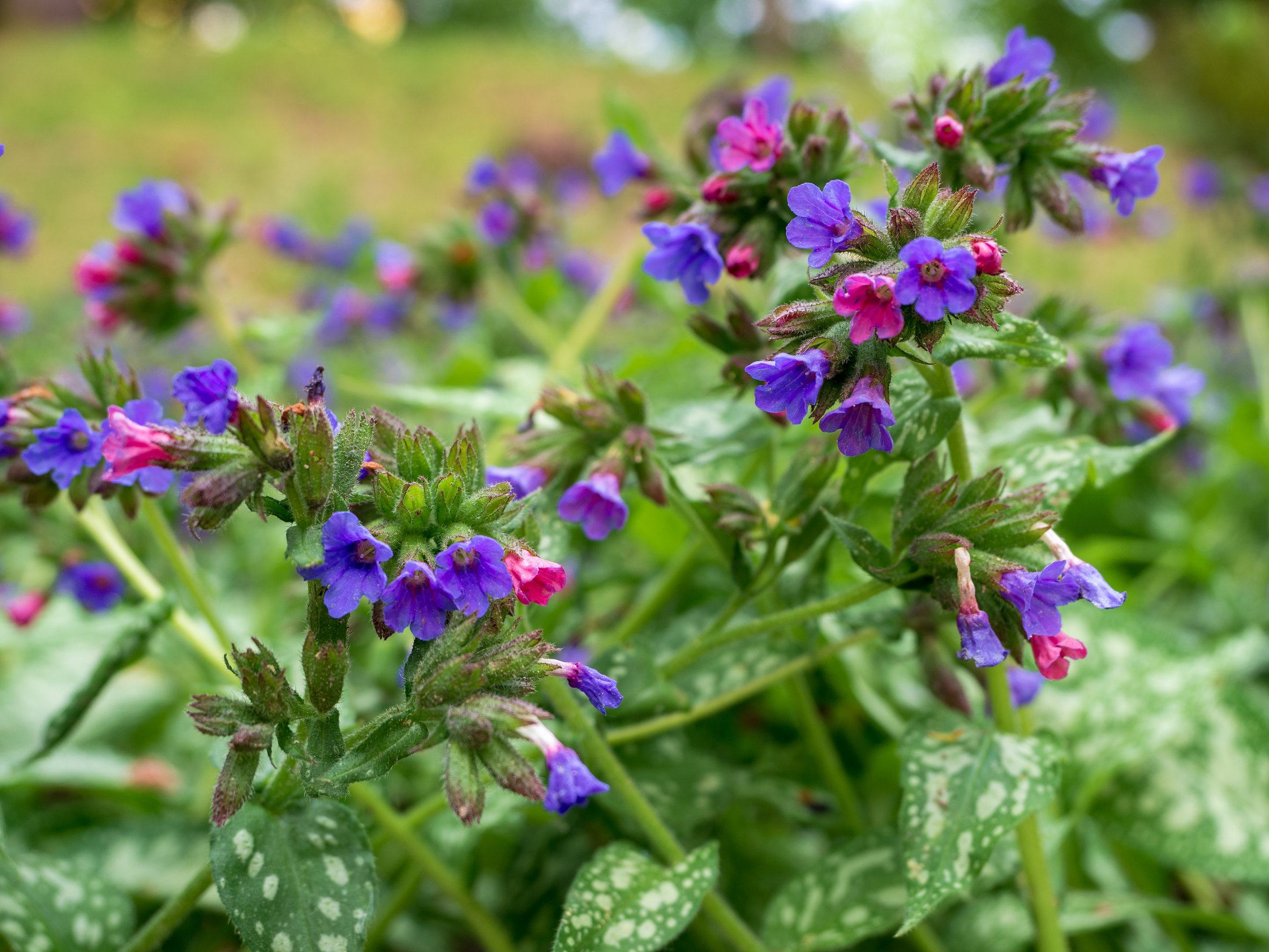 Lungwort - Pulmonaria officinalis