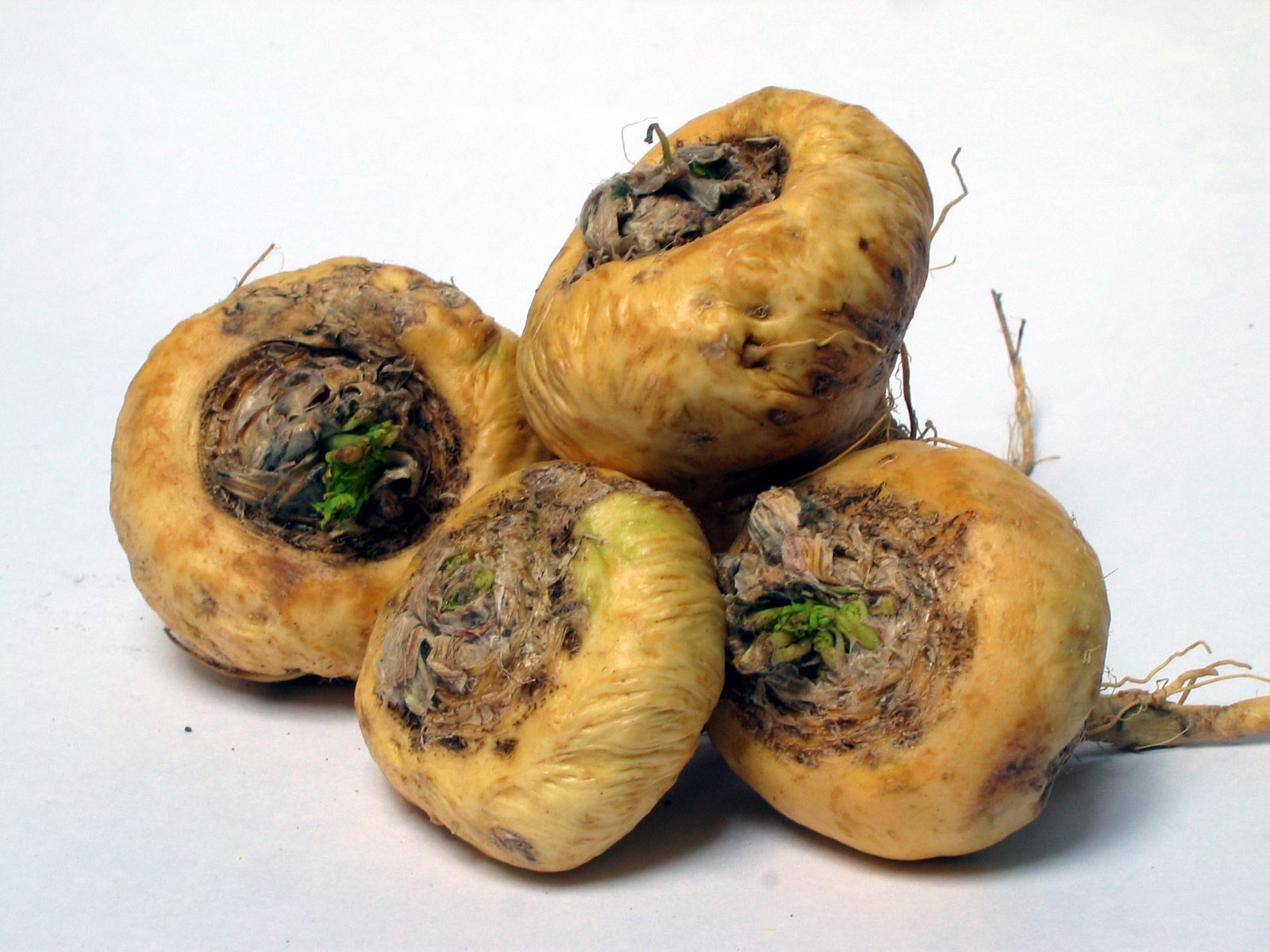 Maca - Peruvian Ginseng