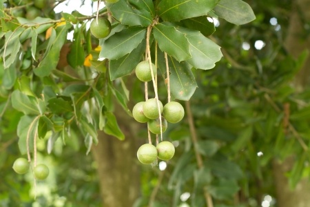 Macadamia Nuts