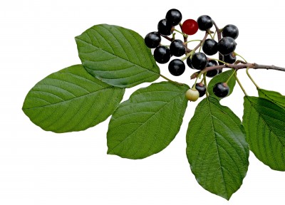 Maqui Berry - Aristotelia chilensis