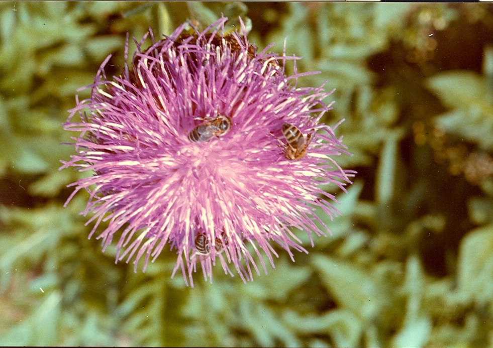 Maral Root - Leuzea carthamoides