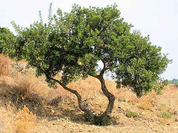 Mastic - Pistacia lentiscus