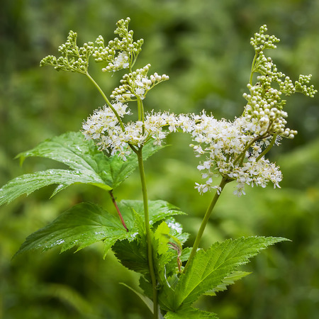 Meadowsweet - Filipendula ulmaria