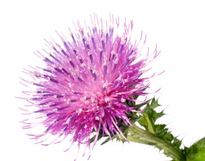 Milk Thistle - Silybum marianum