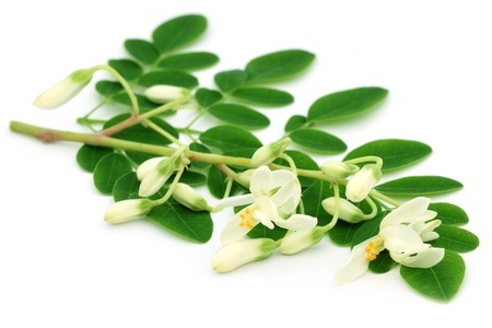 Moringa – Moringa oleifera