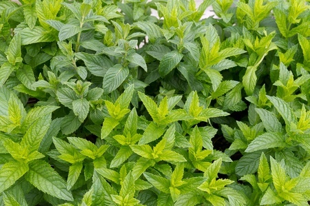 Moroccan Mint - Nana