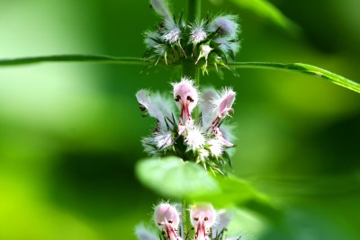 Motherwort – Leonurus cardiaca