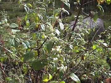 Muña Muña - Andean Mint