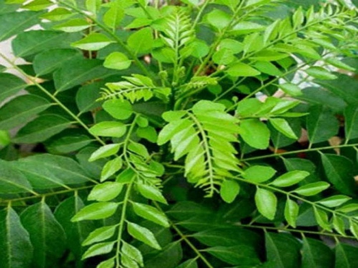 Murraya koenigii – Curry Leaf Tree