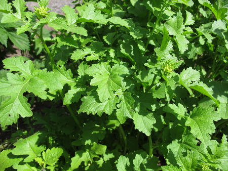 Mustard - Sinapis