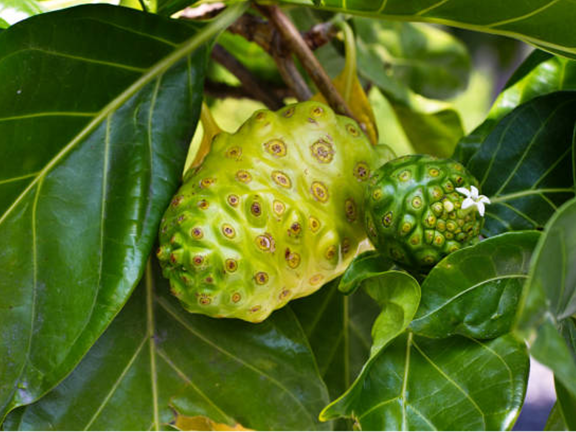 Noni - Great Morinda