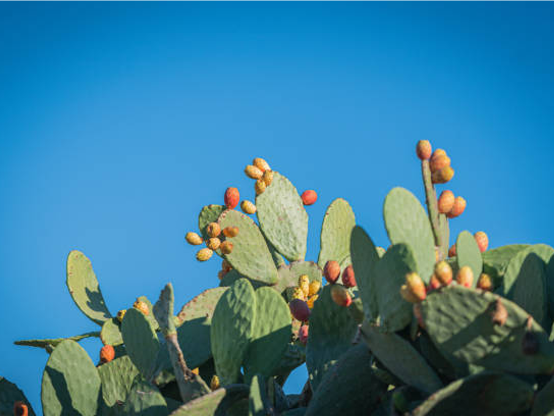 Nopal - Prickly Pear Cactus