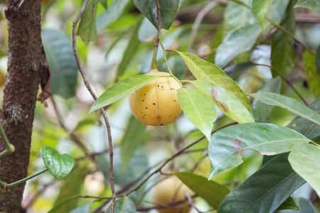 Nutmeg - Myristica fragrans