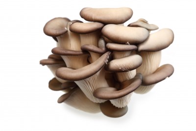 Oyster Mushroom - Pleurotus ostreatus