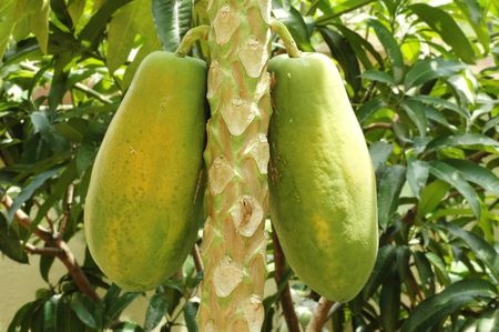 Papaya - Carica papaya
