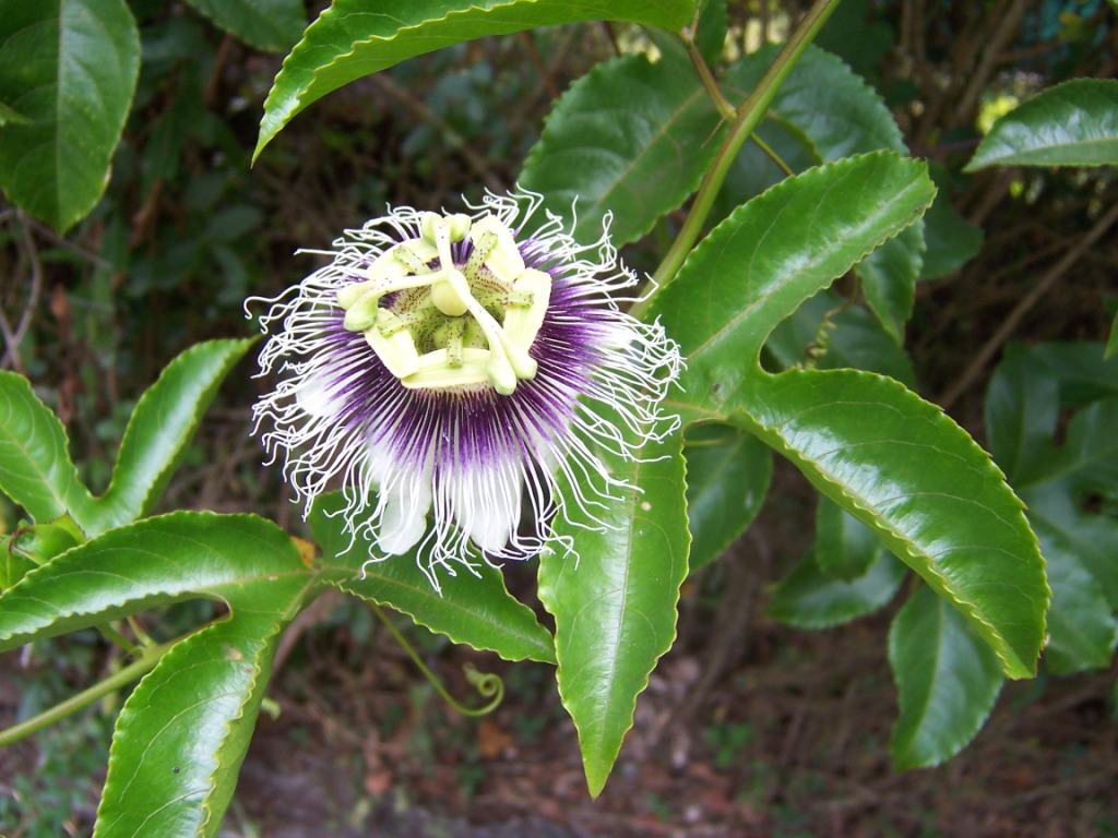 Passion Fruit - Passiflora edulis