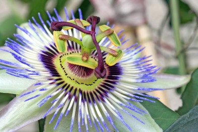 Passionflower - Passiflora incarnata