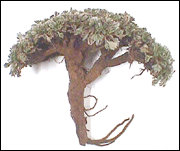 Pasuchaca - Diels' Geranium