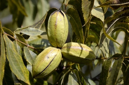 Pecan Nut - Carya illinoinensis