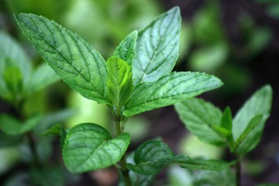 Peppermint - Mentha piperita