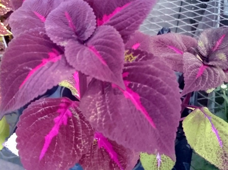 Perilla - Perilla frutescens