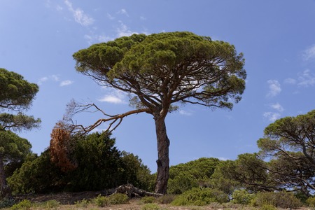 Pine Nuts – Italian Stone Pine