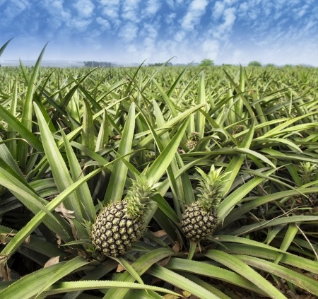 Pineapple - Ananas comosus