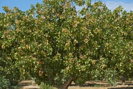 Pistachio - Pistacia vera