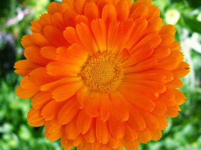 Pot Marigold - Calendula officinalis