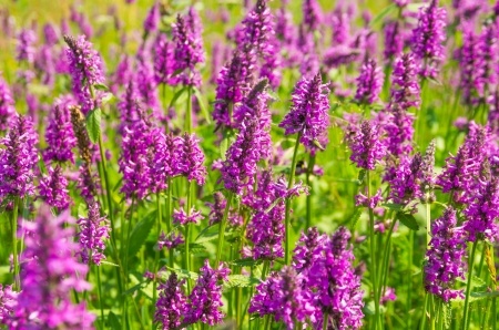 Purple Betony – Betonica officinalis