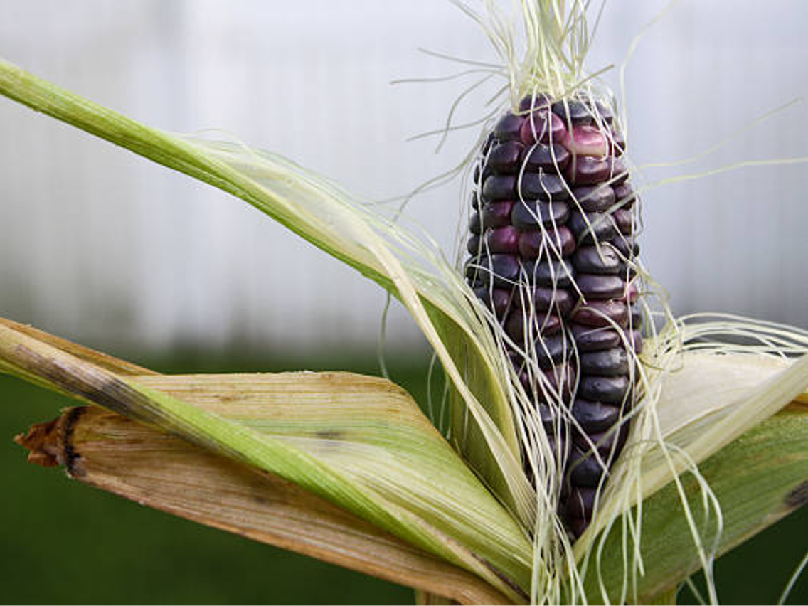 Purple Corn – Maíz Morado
