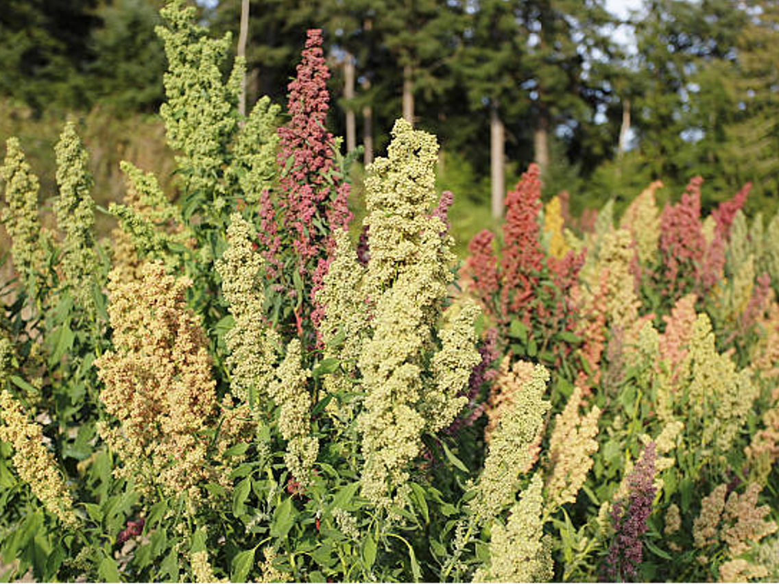 Quinoa - Chenopodium quinoa