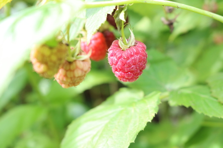 Raspberry - Rubus idaeus