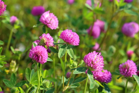 Red Clover - Trifolium pratense