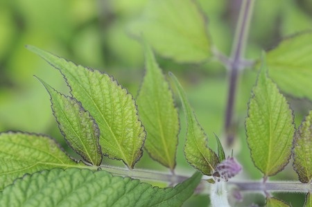 Red Sage - Salvia miltiorrhiza