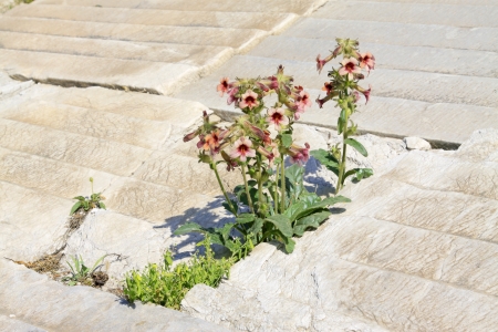 Rehmannia glutinosa - Chinese Foxglove