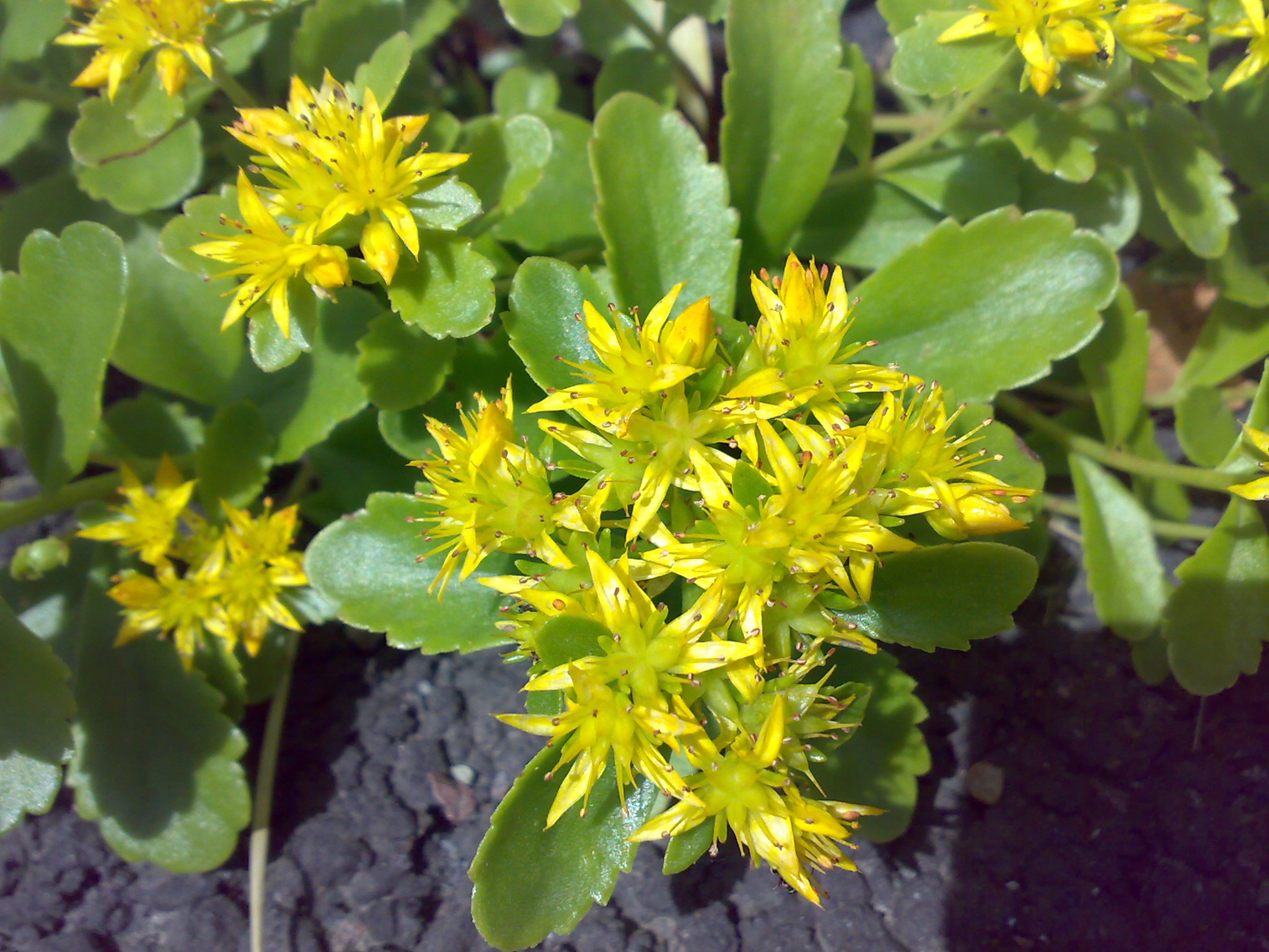 Rhodiola rosea