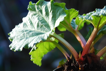 Rhubarb - Rheum rhabarbarum