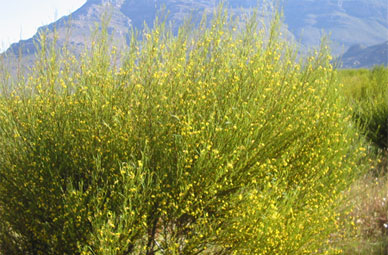 Rooibos - Aspalathus linearis