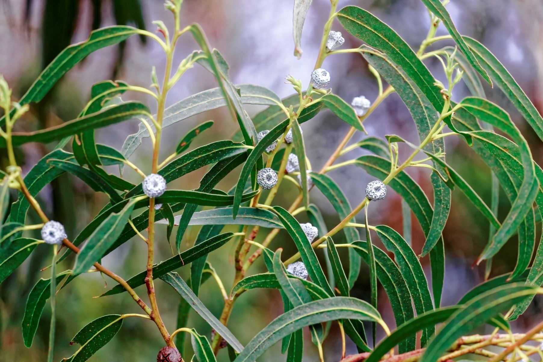 Round-fruited Eucalyptus