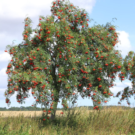 Rowan - Sorbus aucuparia